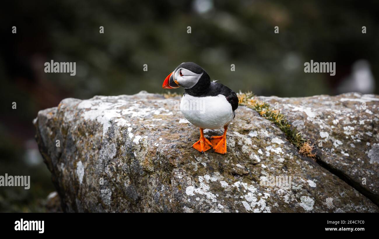 Colonie de Puffin sur l'île Staffa Banque D'Images