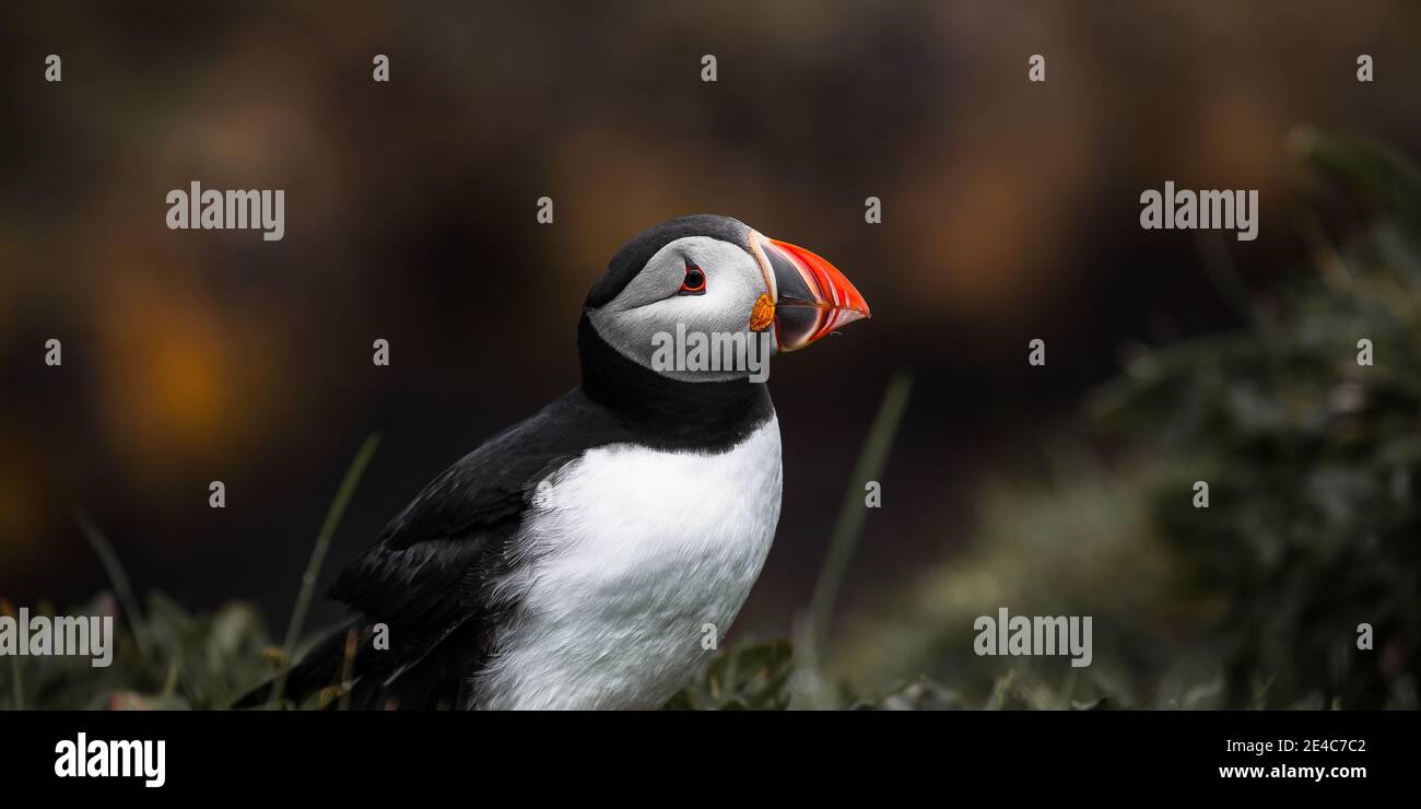Colonie de Puffin sur l'île Staffa Banque D'Images