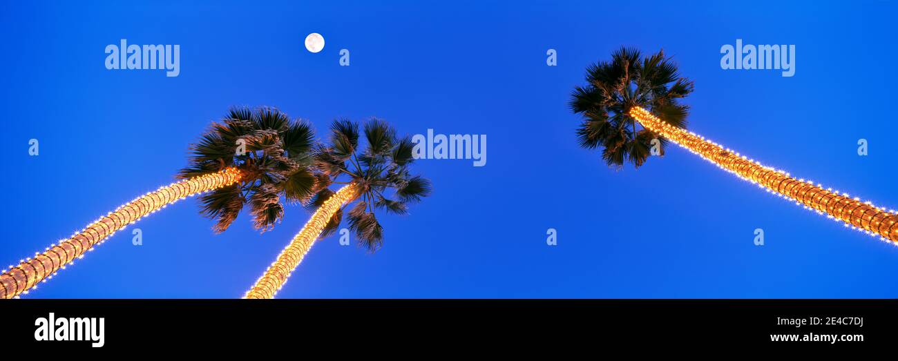 Les palmiers enveloppés de lumières blanches regardent vers le haut vers une pleine lune, Pacific Beach, San Diego, San Diego County, Californie, États-Unis Banque D'Images