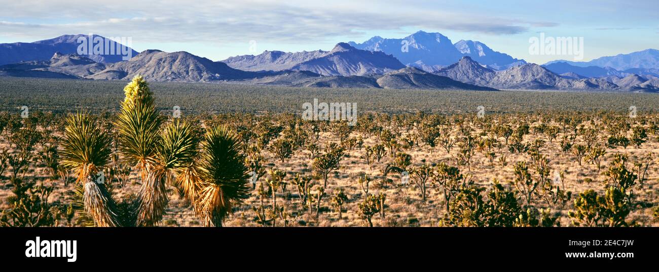 Forêt de Joshua Tree avec chaîne de montagnes en arrière-plan, Providence Mountains, réserve nationale de Mojave, comté de San Bernardino, Californie, États-Unis Banque D'Images