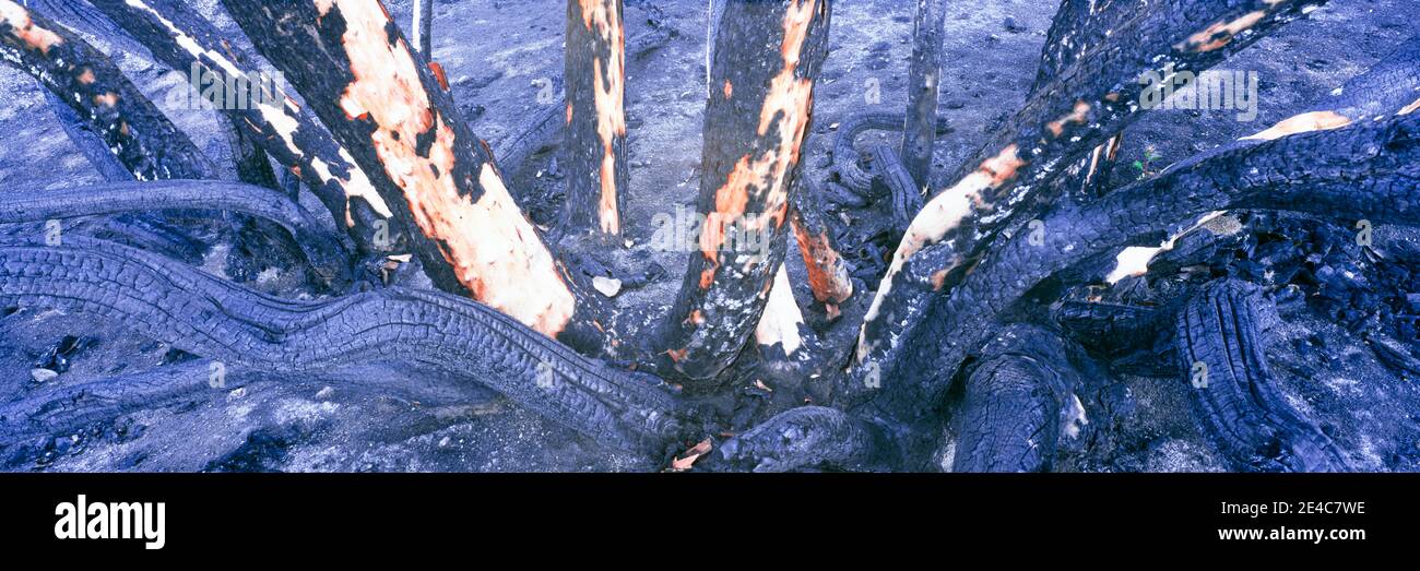 Restes de végétation provenant d'un incendie dans le terrain de camping primitive de Culp Valley, parc national du désert d'Anza Borrego, Californie, États-Unis Banque D'Images