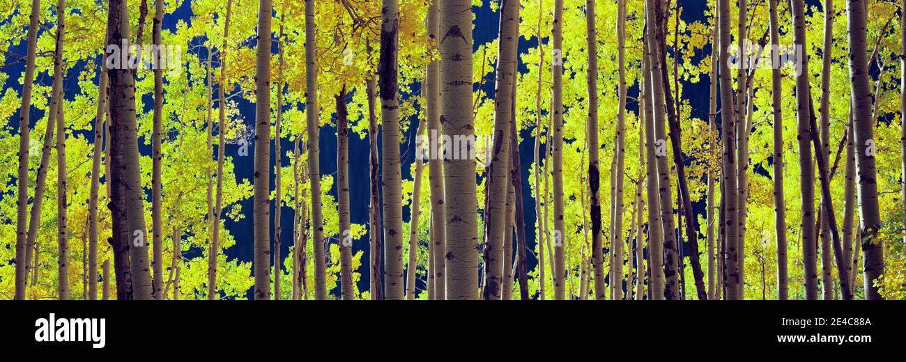 Arbres d'une forêt d'Aspen, Colorado, USA Banque D'Images