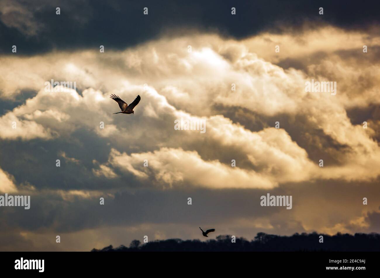 cerf-volant rouge de proie survolant les terrains de chasse des prairies Banque D'Images
