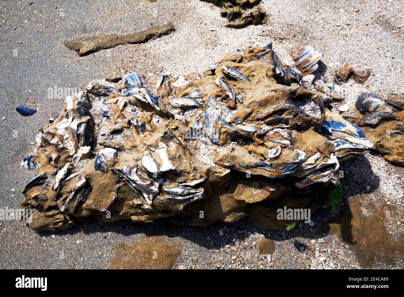 Coquillages fossilisés de Pycnodonte dans un rocher de grès, sur la plage dans le centre de la Grèce Banque D'Images