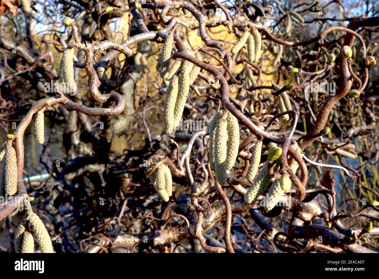 Corylus avellana «contorta» Corkscrew hazel – branches en contortion avec amas de caténines, janvier, Angleterre, Royaume-Uni Banque D'Images