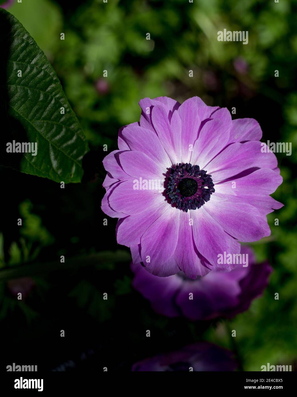 Gros plan de la fleur de cineraria bleue mise en valeur par la lumière naturelle du soleil dans un cadre de jardin. Banque D'Images