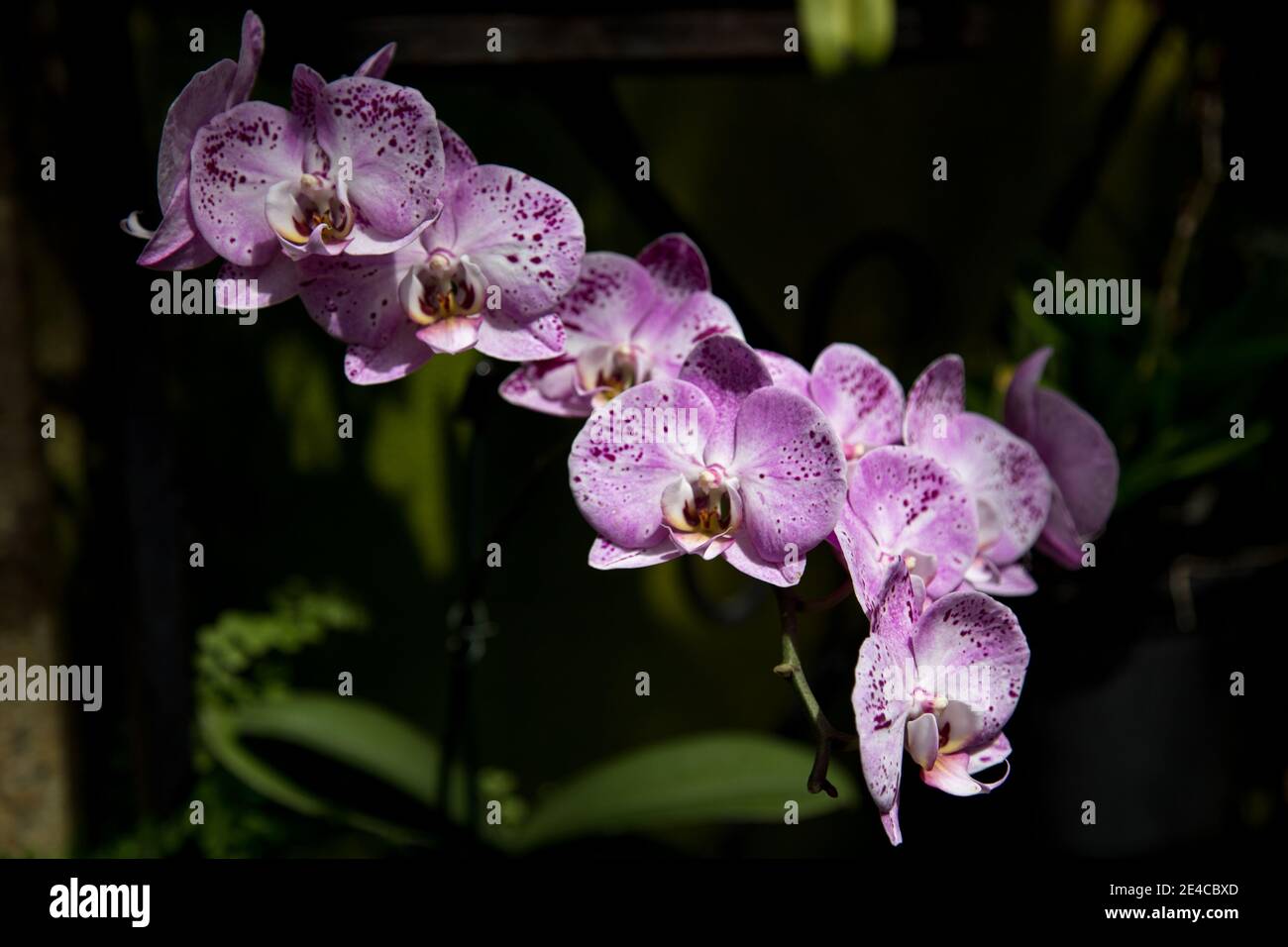 Rhynchostylis retusa Banque D'Images