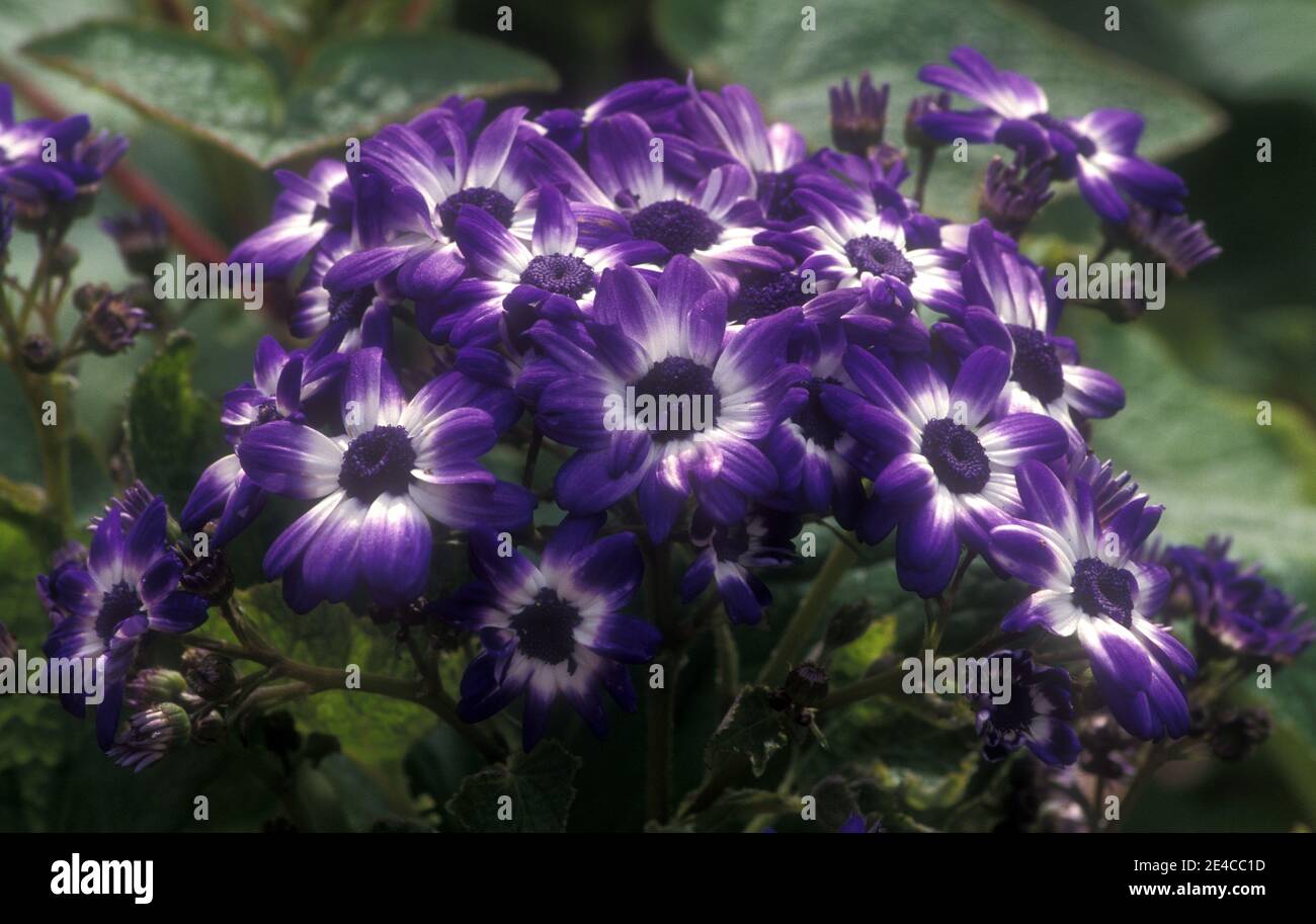 CINÉRARIES VIOLET ET BLANC (SENECIO CRUENTUS SYN SENECIO X HYBRIDUS, PERICALLIS CRUENTA ÉGALEMENT CONNUE SOUS LE NOM DE CINÉRARIE DES FLORISTES. AUSTRALIE. Banque D'Images