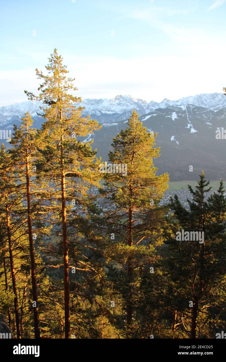 Vue de Königssstand (1453m) à Garmisch-Partenkirchen, pins de montagne en premier plan, haute-Bavière, Bavière, Allemagne Alpes bavaroises, Werdenfelser Land, Banque D'Images