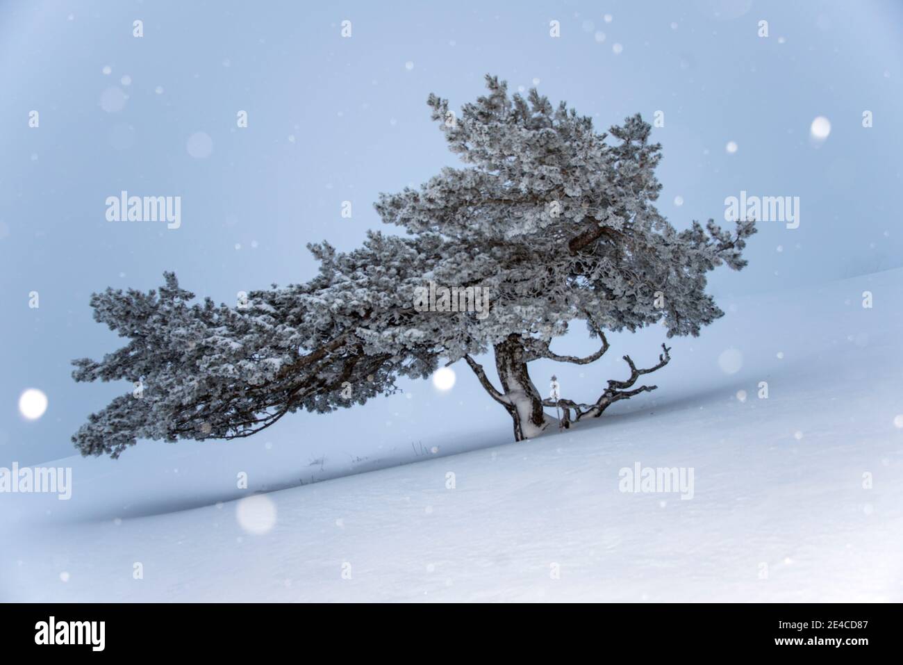 Crépuscule, arbre en chute de neige Banque D'Images