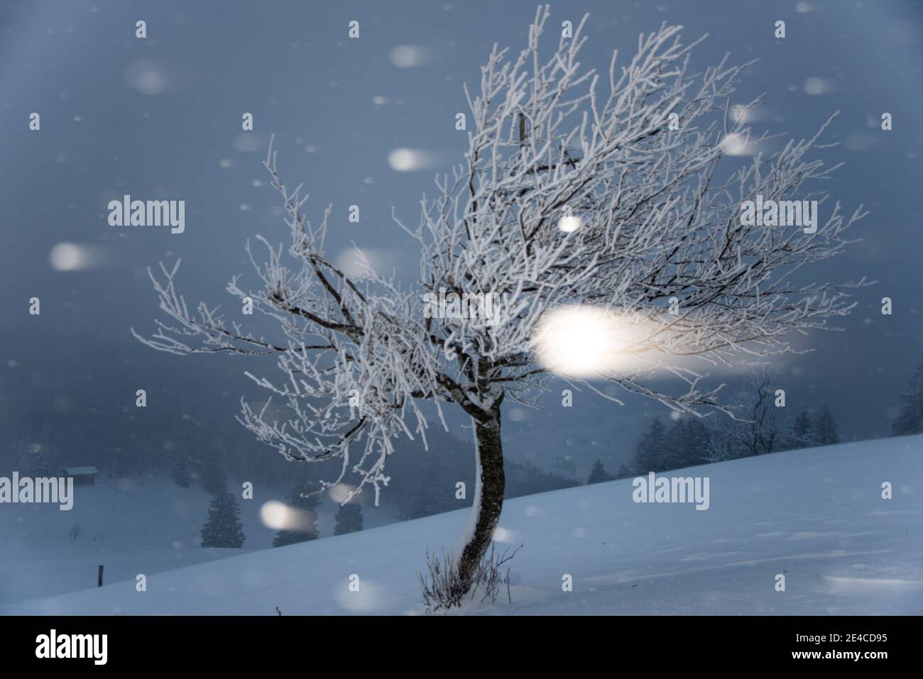 Crépuscule, arbre en chute de neige Banque D'Images