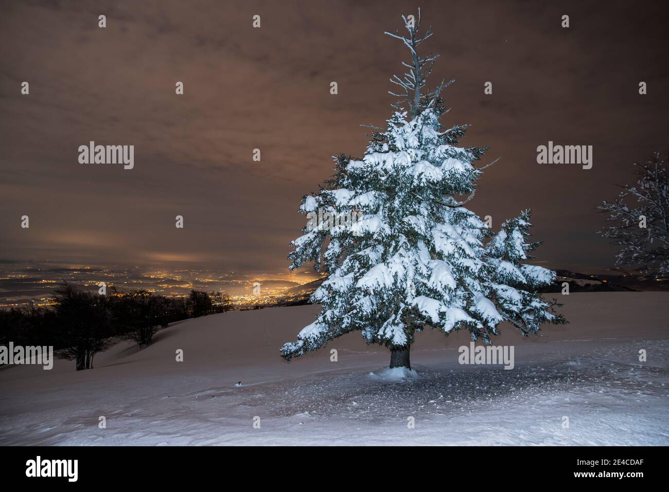 arbres enneigés sur un pâturage de montagne la nuit Banque D'Images