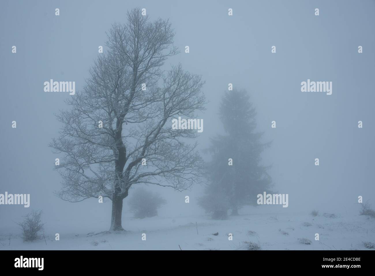 Silhouettes d'arbres dans le brouillard Banque D'Images