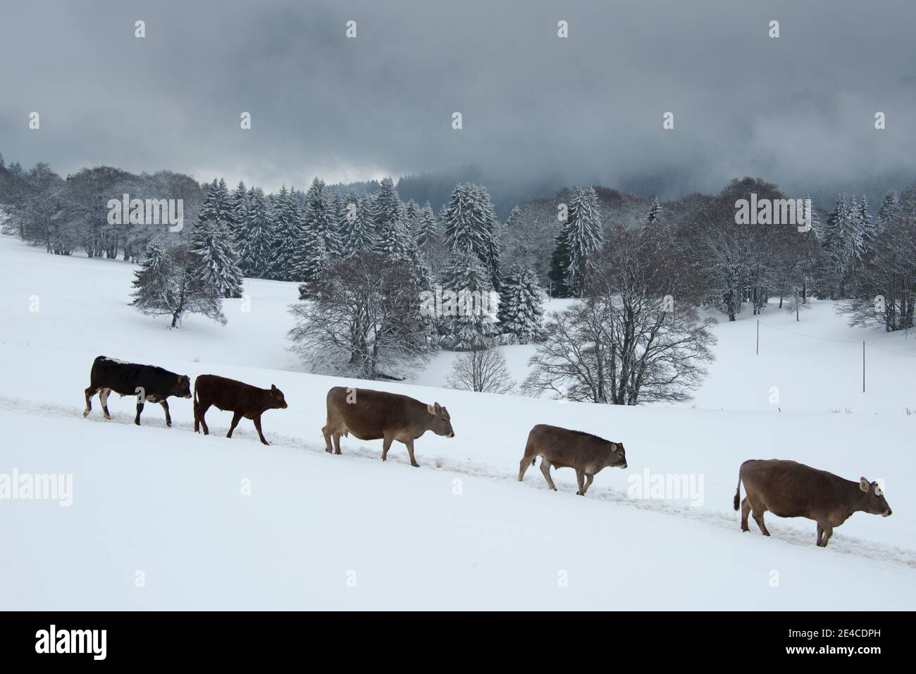 Vaches sur un pré alpin enneigé Banque D'Images