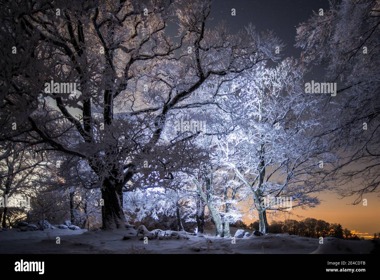 La nuit sous les étoiles, les arbres illuminés de givre Banque D'Images