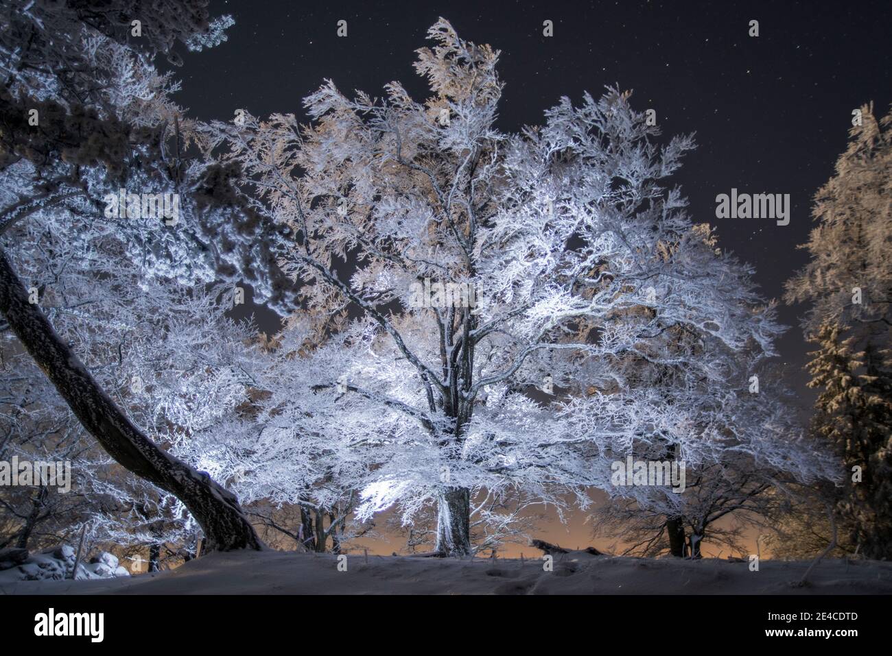 La nuit sous les étoiles, les arbres illuminés de givre Banque D'Images