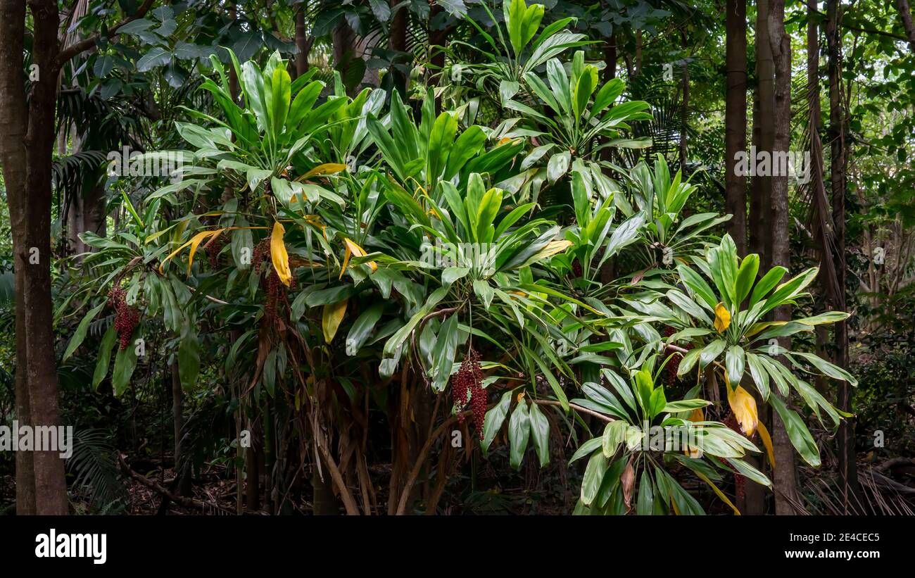 Une plante densément cultivée avec des baies rouges dans une forêt Banque D'Images