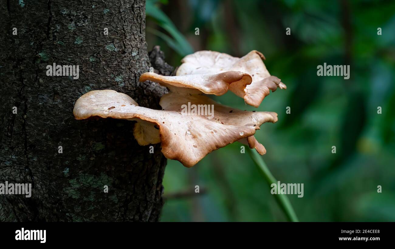 Formes de champignons poussant sur un tronc d'arbre dans une forêt Banque D'Images