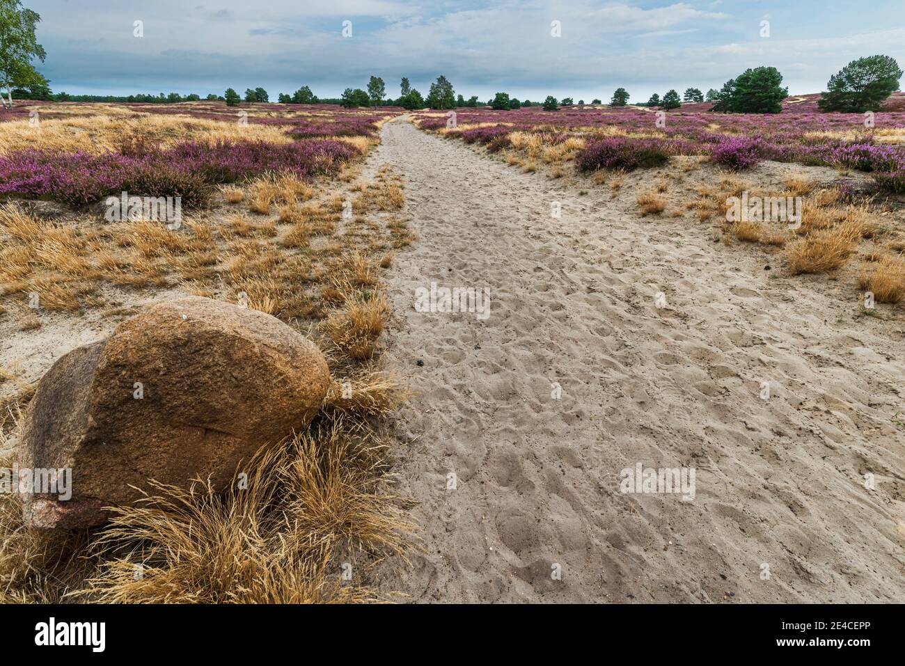 Paysage de la Nemitzer Heide à Wendland avec un boulder au premier plan Banque D'Images