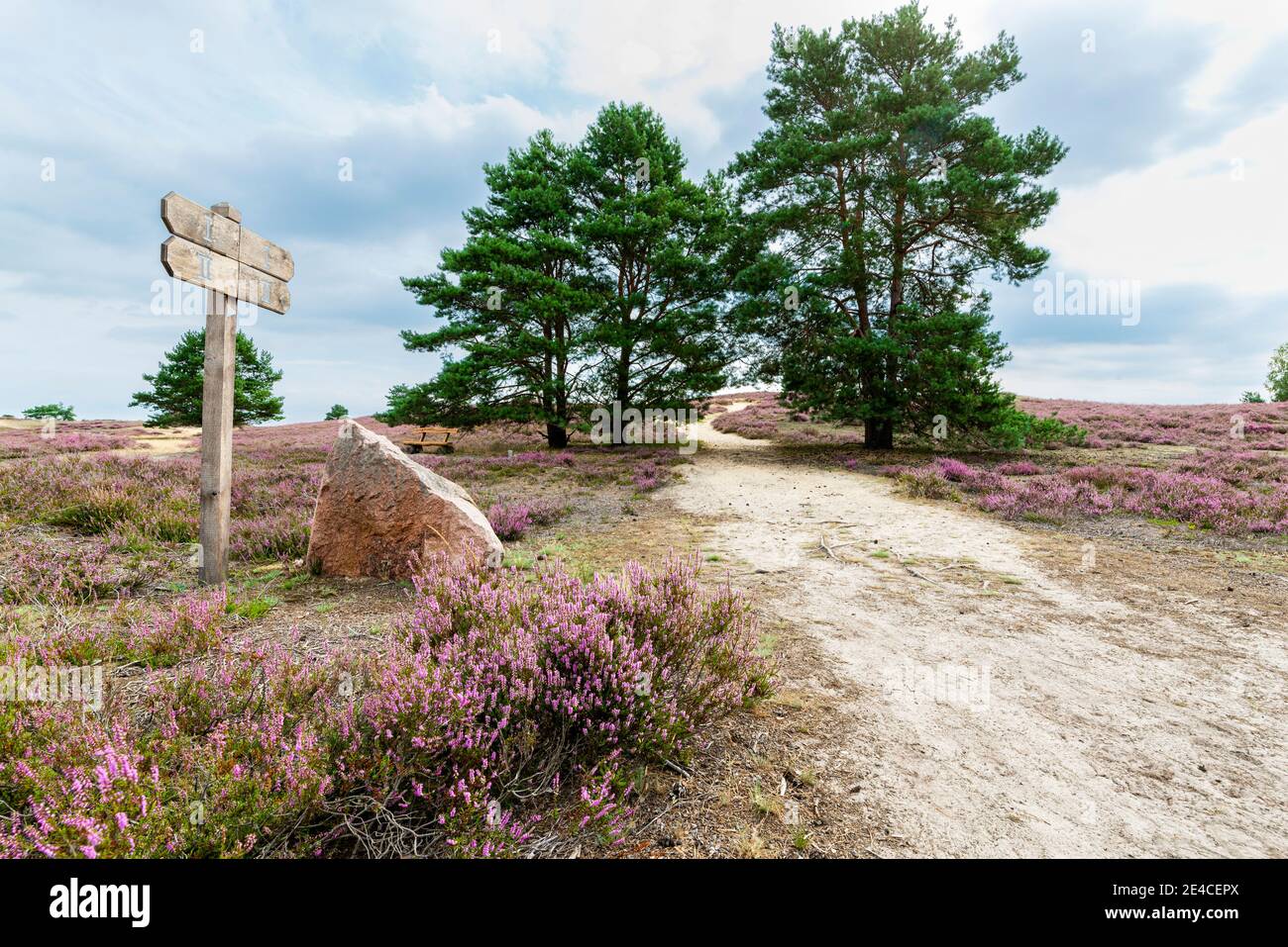 Un sentier sablonneux mène à travers des pins, avec un rocher et un panneau au premier plan, Nemitzer Heide à Wendland Banque D'Images