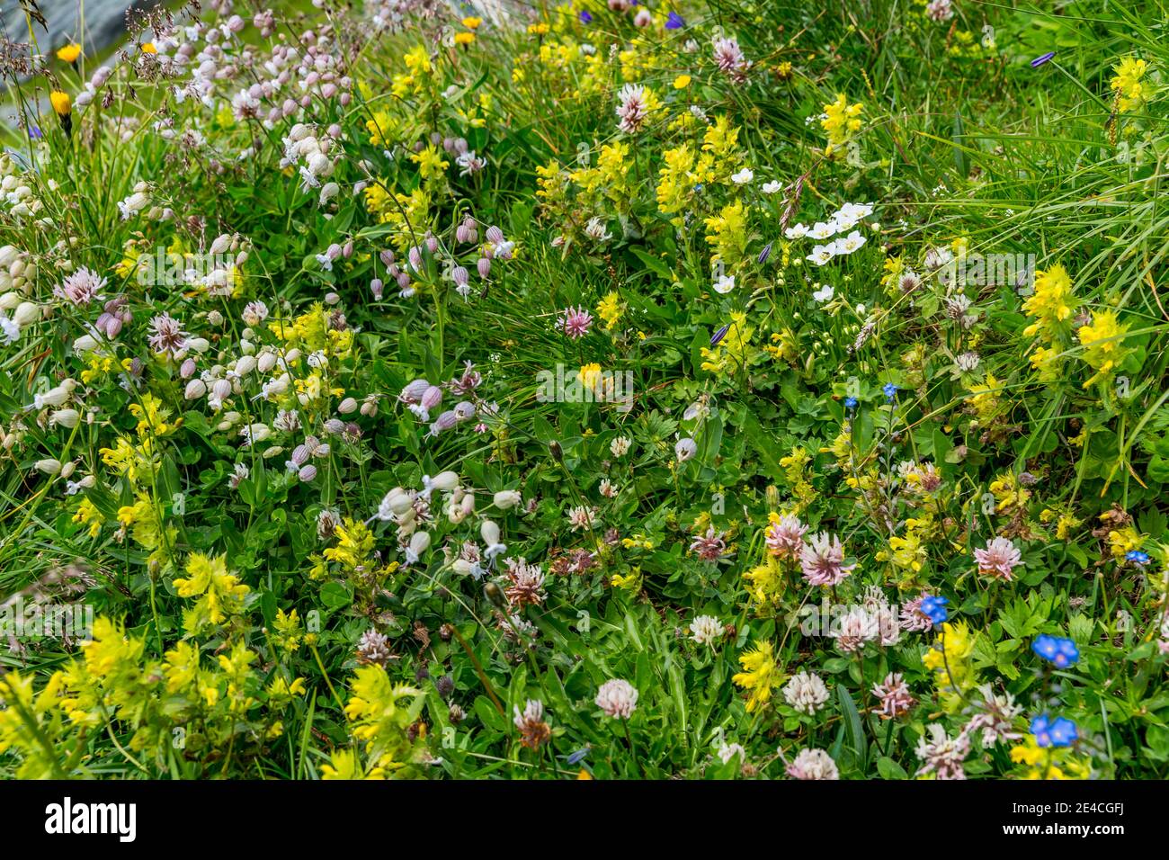 Fleurs alpines colorées, Kaiser-Panoramaweg, Grossglockner High Alpine Road, parc national Hohe Tauern, Carinthie, Autriche Banque D'Images