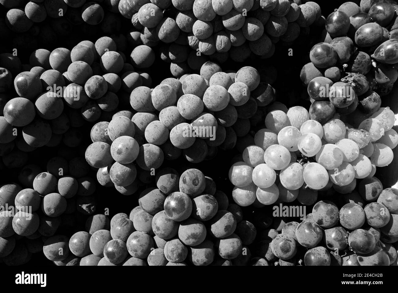Bouquet de raisins rouges et verts en gros plan Des fruits à l'intérieur d'une boîte [version noir et blanc] Banque D'Images