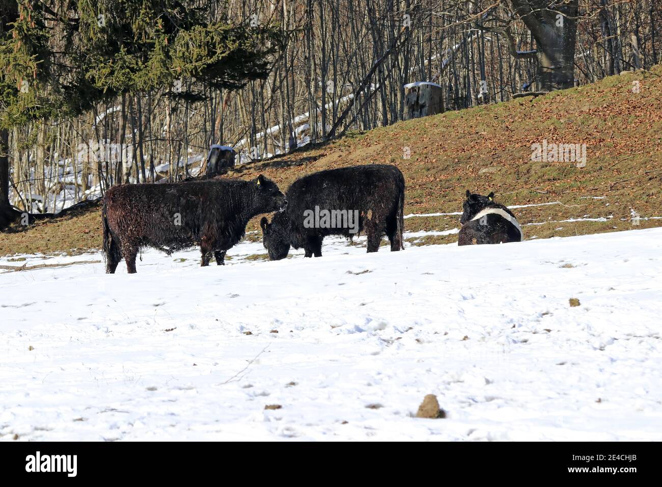 Bétail Galloway en hiver dans la neige sur un pâturage dans Bavière Banque D'Images