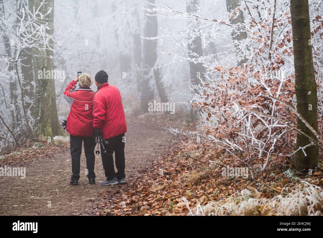 Les randonneurs prennent des photos des bois de Vienne glacés et brumeux sur Parapluieberg, Perchtoldsdorf, Basse-Autriche, Autriche Banque D'Images