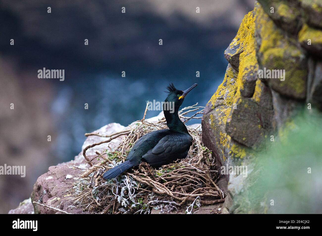 Un cerf (Phalacrocorax aristotelis) dans le nid sur les falaises du Cap Frehel, France. Banque D'Images