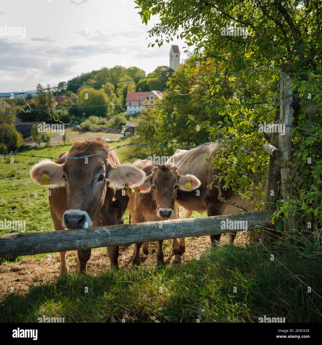 Pâturage des jeunes taureaux dans l'Allgäu, Irsee Banque D'Images