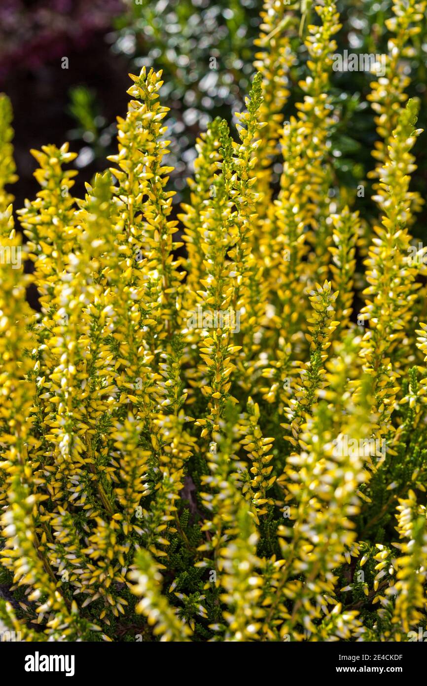 Cloche rose, Höstljung (Erica gracilis ) Banque D'Images