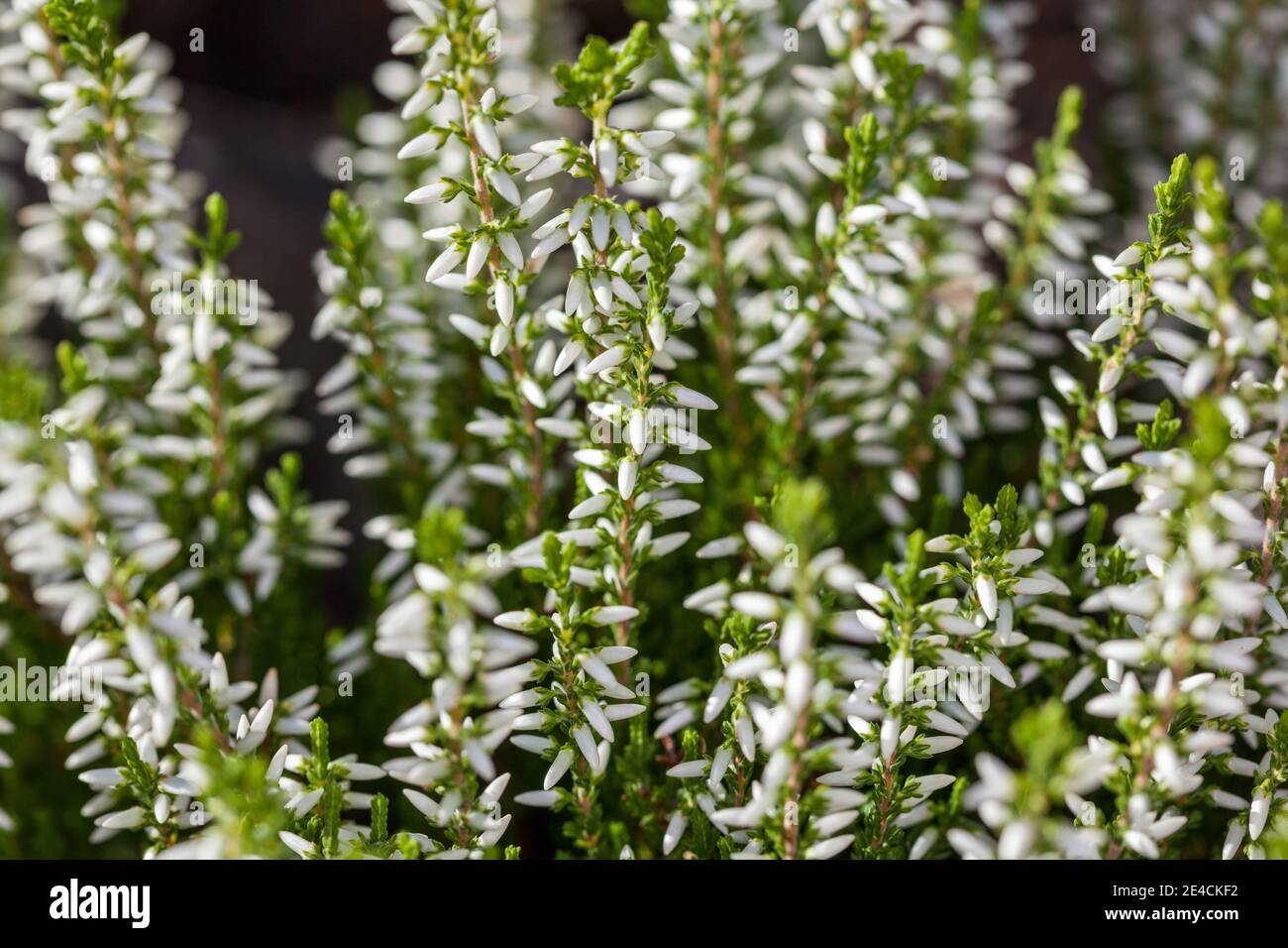 Cloche rose, Höstljung (Erica gracilis ) Banque D'Images