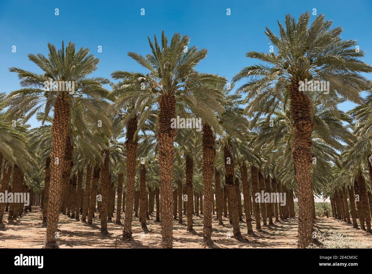 Moyen-Orient, Israël, Mer Morte, Ein Gedi, palmiers dans le paysage désertique Banque D'Images