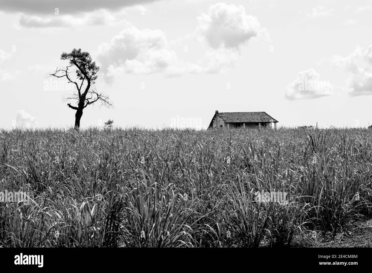 Maison de campagne sur le terrain sur paysage nature paysage. Un arbre est près de la maison isolée abandonnée. Herbe verte et ciel gris nuageux. [Noir et blanc] Banque D'Images