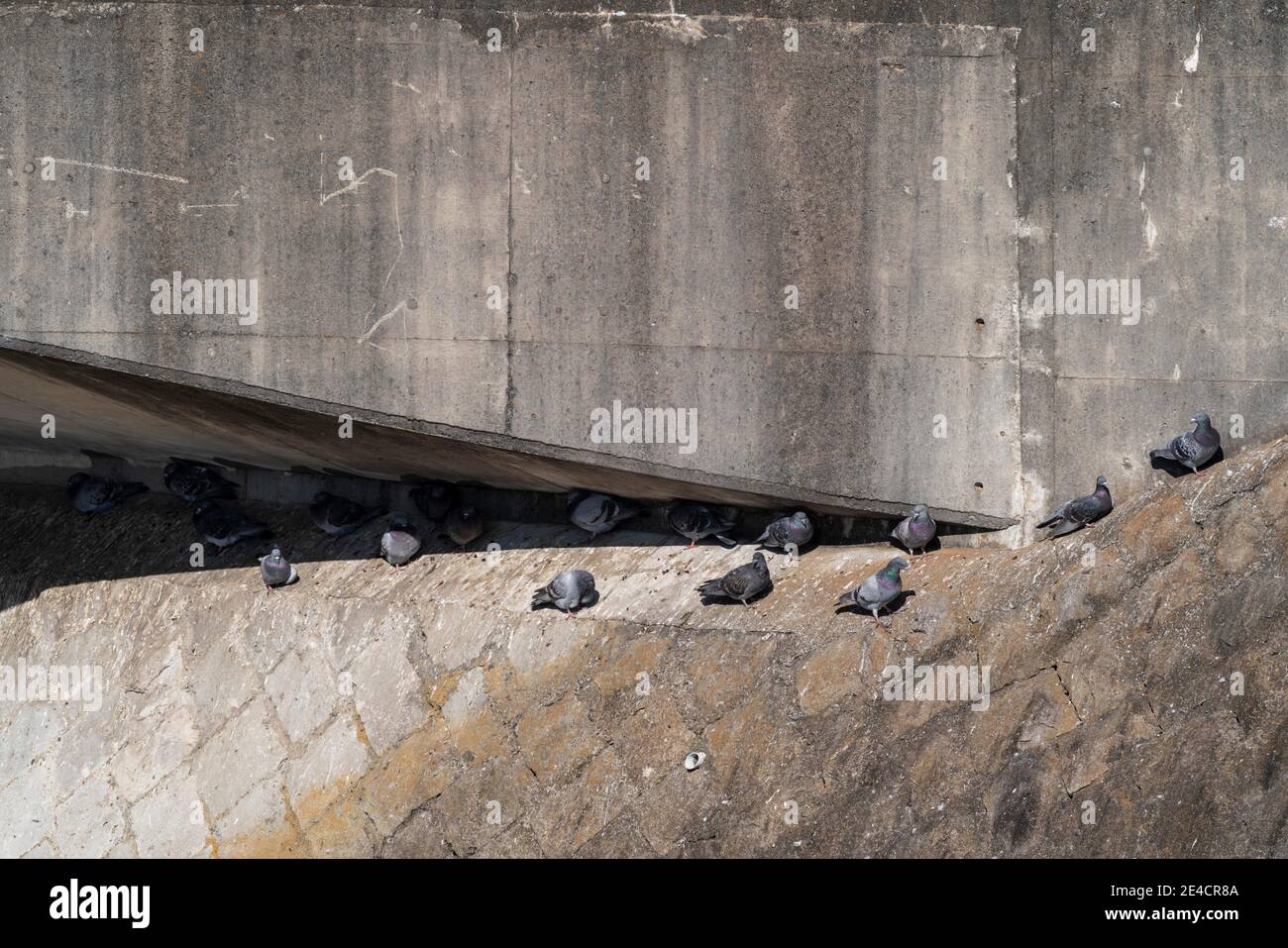 La colombe rocheuse, le pigeon rocailleux ou le pigeon commun (Columba livia） assis sous le pont, ville d'Isehara, préfecture de Kanagawa, Japon Banque D'Images