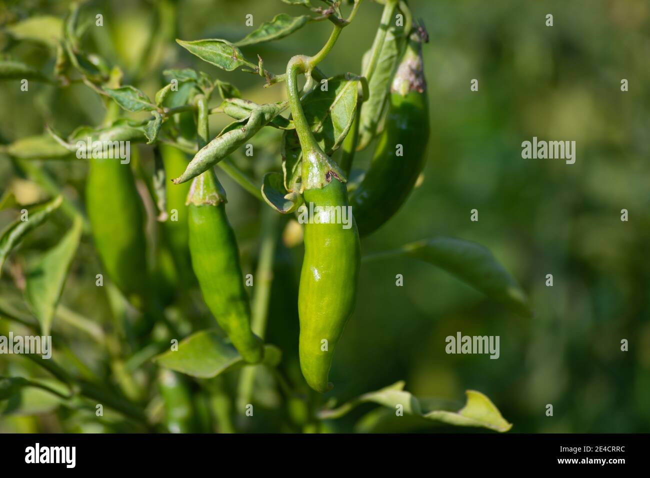 Piments verts poussant sur l'arbre dans le jardin Banque D'Images