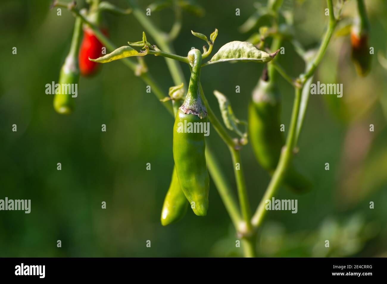 Piments verts poussant sur l'arbre dans le jardin Banque D'Images