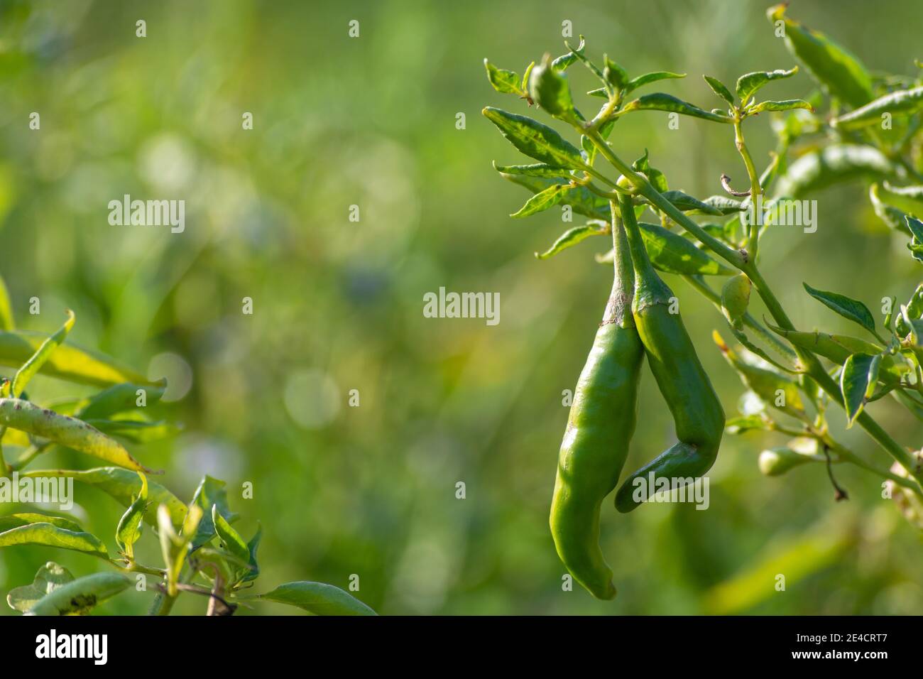 Piments verts poussant sur l'arbre dans le jardin Banque D'Images