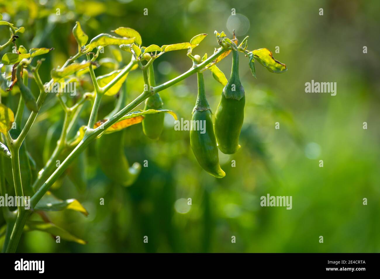 Piments verts poussant sur l'arbre dans le jardin Banque D'Images