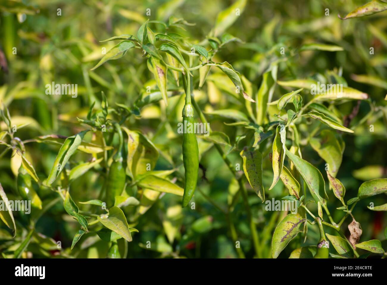 Piments verts poussant sur l'arbre dans le jardin Banque D'Images