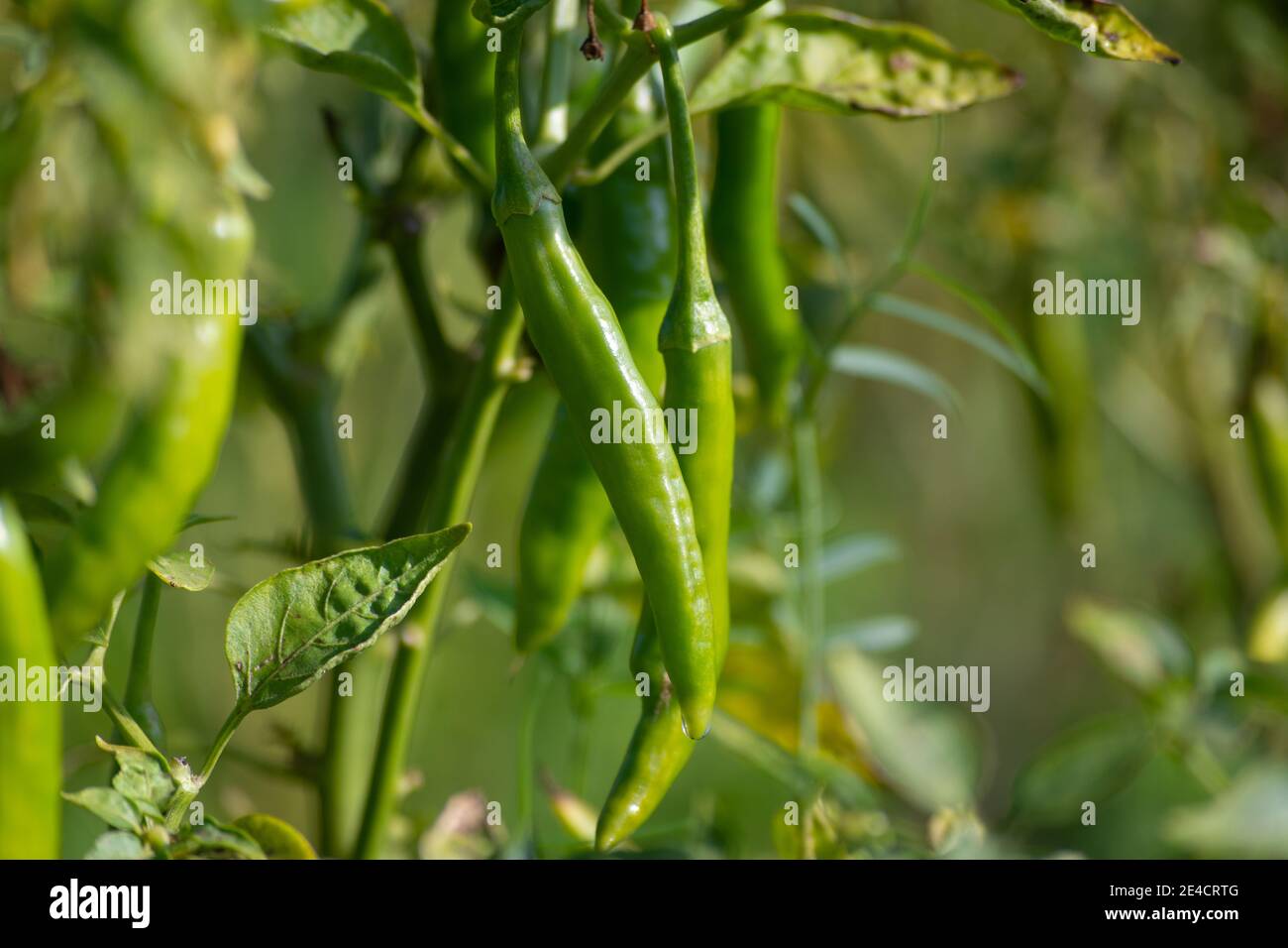Piments verts poussant sur l'arbre dans le jardin Banque D'Images