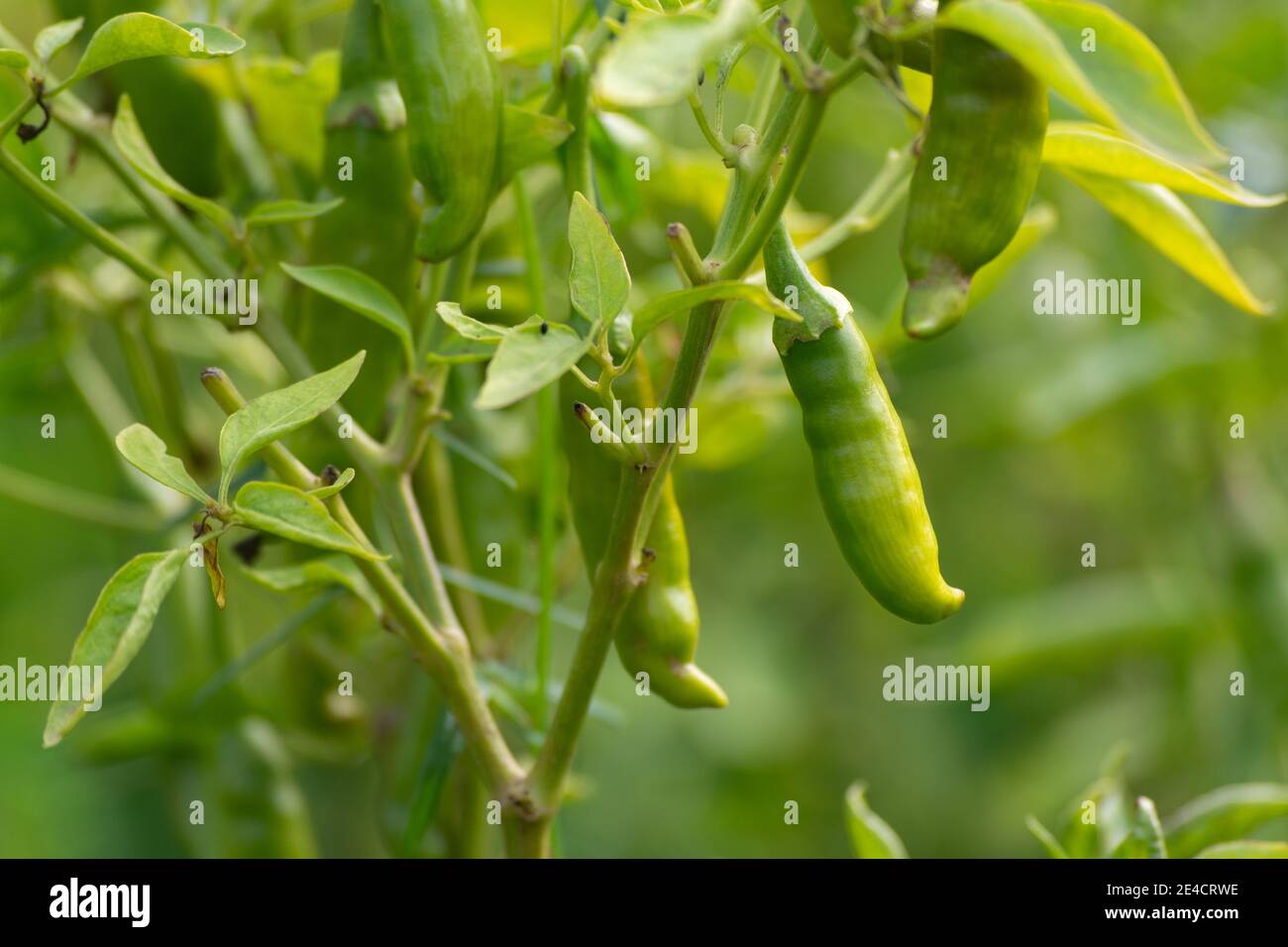 Piments verts poussant sur l'arbre dans le jardin Banque D'Images