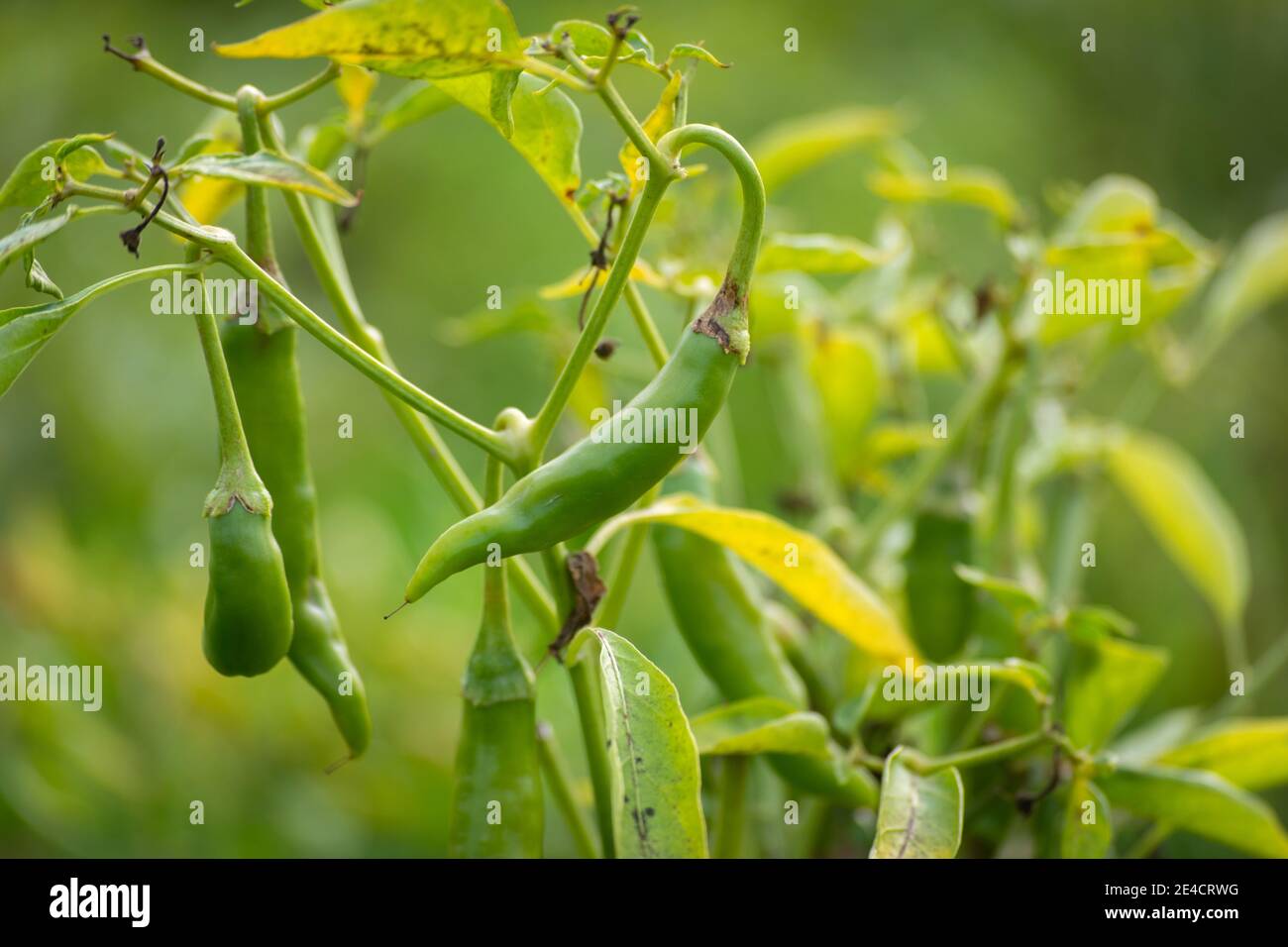 Piments verts poussant sur l'arbre dans le jardin Banque D'Images