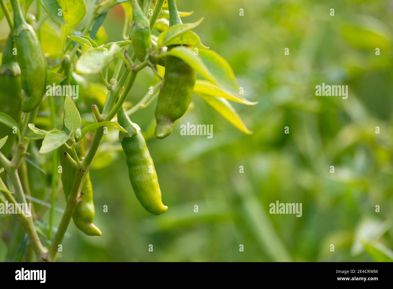 Piments verts poussant sur l'arbre dans le jardin Banque D'Images