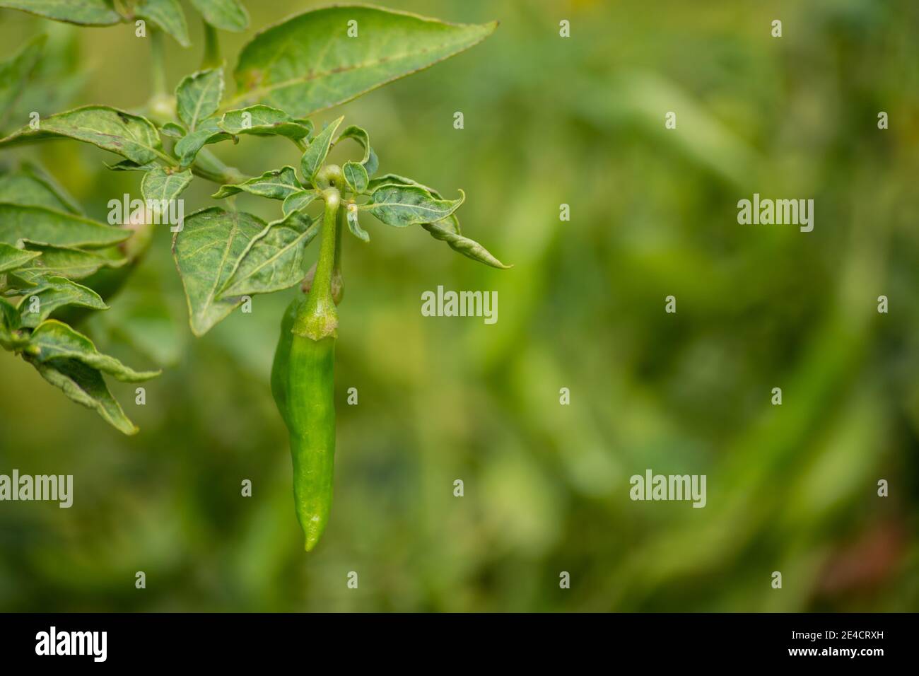 Piments verts poussant sur l'arbre dans le jardin Banque D'Images