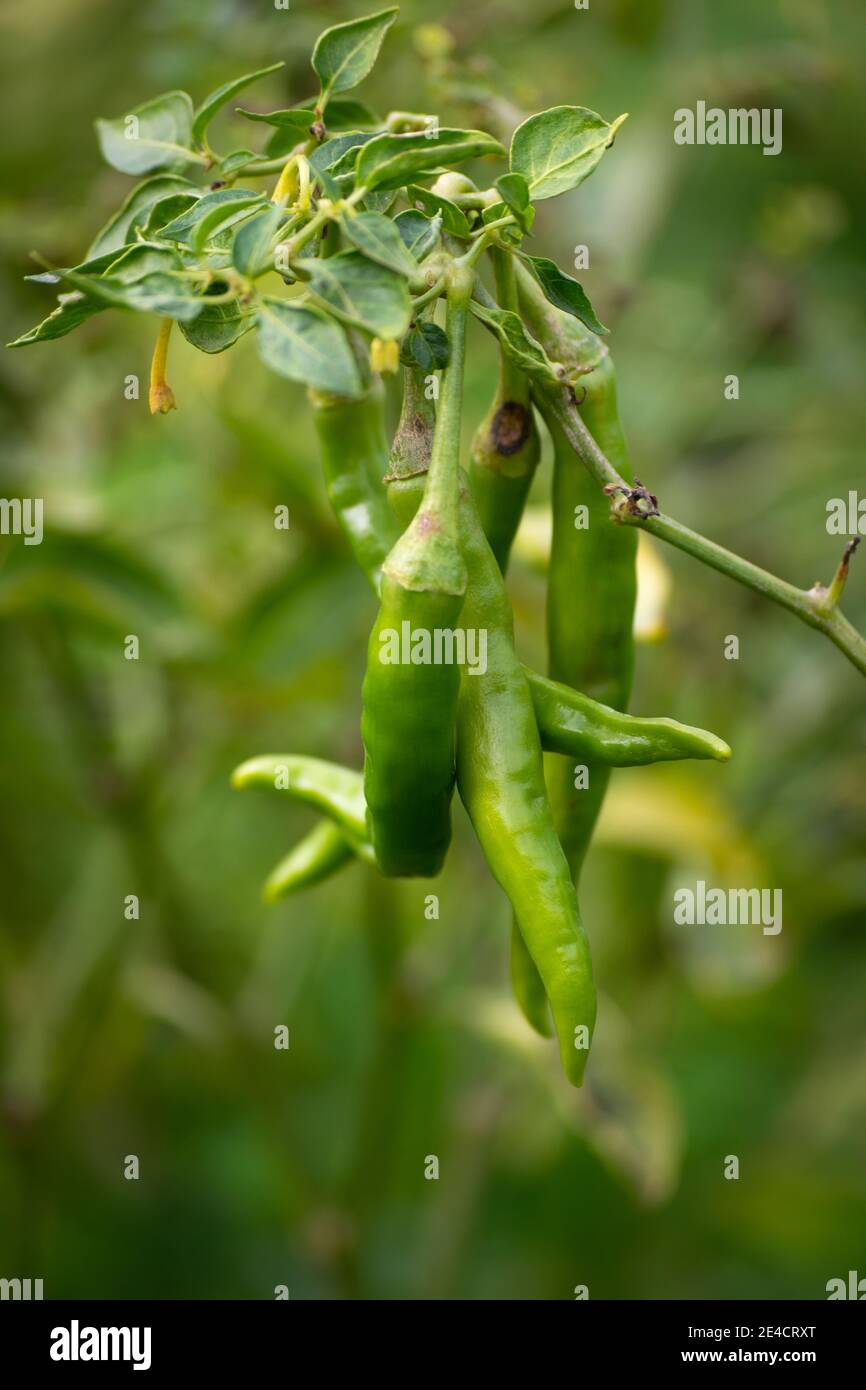 Piments verts poussant sur l'arbre dans le jardin Banque D'Images