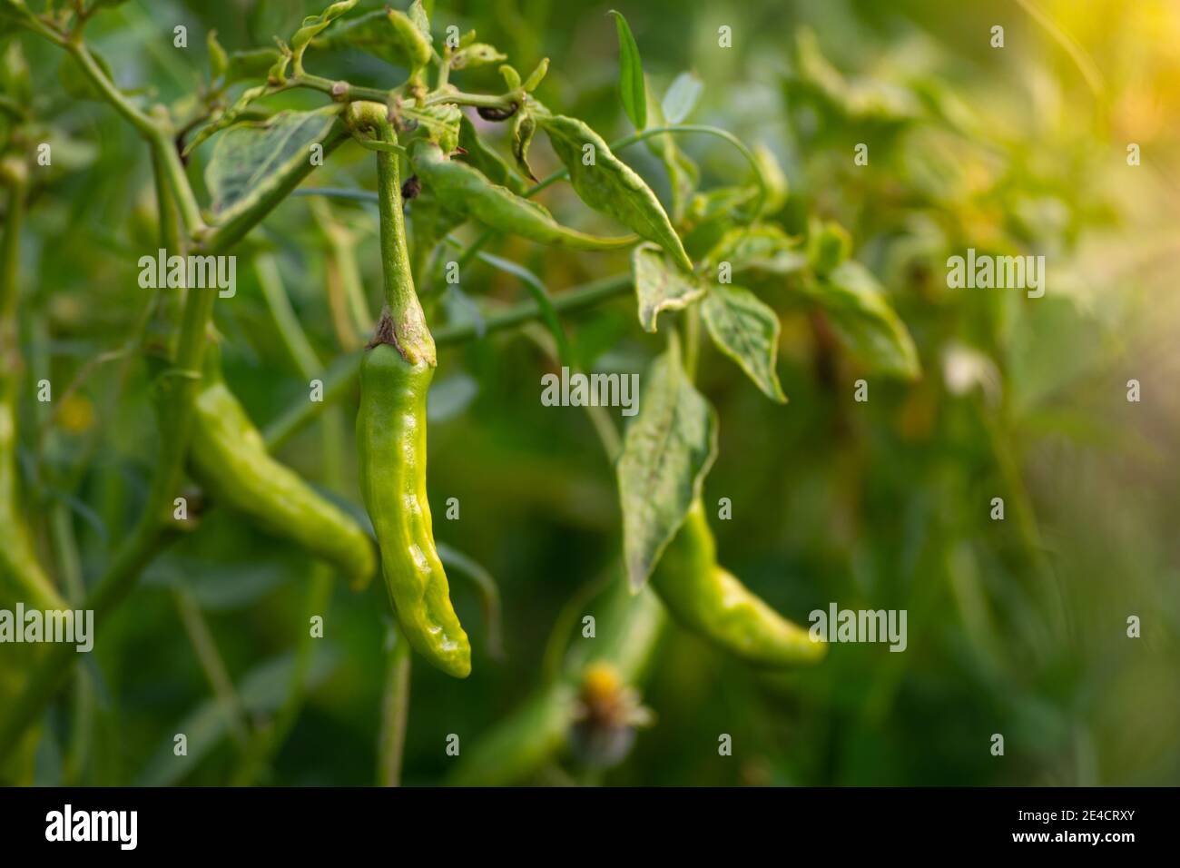 Piments verts poussant sur l'arbre dans le jardin Banque D'Images