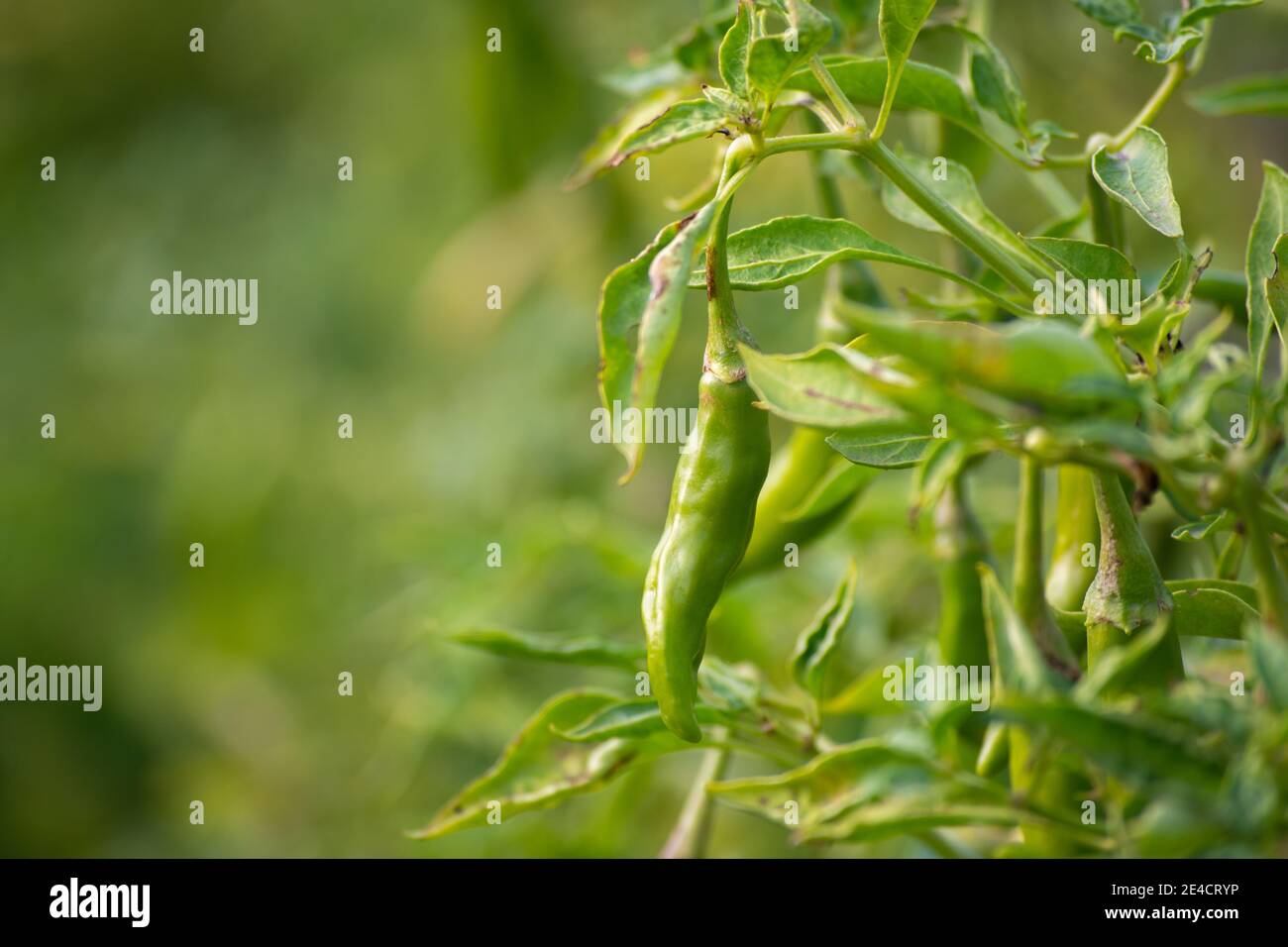 Piments verts poussant sur l'arbre dans le jardin Banque D'Images