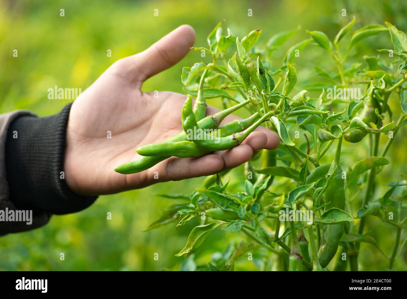 Main tenant les piments verts dans le potager Banque D'Images