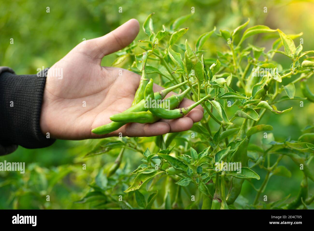 Main tenant les piments verts dans le potager Banque D'Images